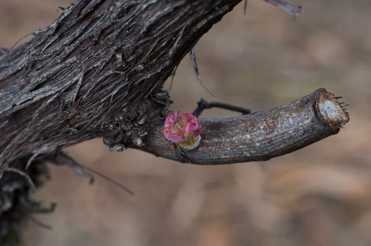 Vignoble Macro 4-Feuilles sorties 0337